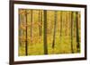 Autumn Forest a Forest in Brightly Coloured Autumn-null-Framed Photographic Print