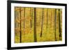 Autumn Forest a Forest in Brightly Coloured Autumn-null-Framed Photographic Print