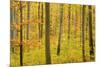 Autumn Forest a Forest in Brightly Coloured Autumn-null-Mounted Photographic Print