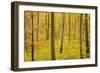 Autumn Forest a Forest in Brightly Coloured Autumn-null-Framed Photographic Print