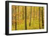 Autumn Forest a Forest in Brightly Coloured Autumn-null-Framed Photographic Print