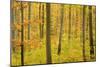 Autumn Forest a Forest in Brightly Coloured Autumn-null-Mounted Photographic Print