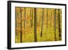 Autumn Forest a Forest in Brightly Coloured Autumn-null-Framed Photographic Print