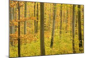 Autumn Forest a Forest in Brightly Coloured Autumn-null-Mounted Photographic Print