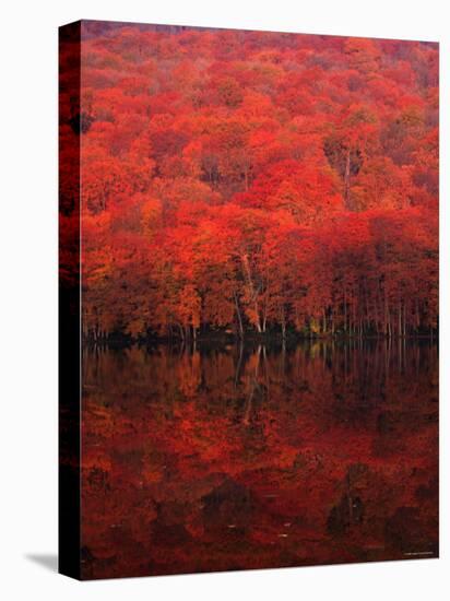 Autumn Forest and Lake-null-Stretched Canvas