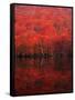 Autumn Forest and Lake-null-Framed Stretched Canvas
