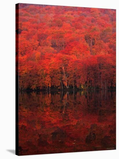 Autumn Forest and Lake-null-Stretched Canvas