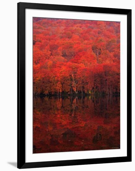 Autumn Forest and Lake-null-Framed Premium Photographic Print