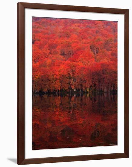 Autumn Forest and Lake-null-Framed Photographic Print