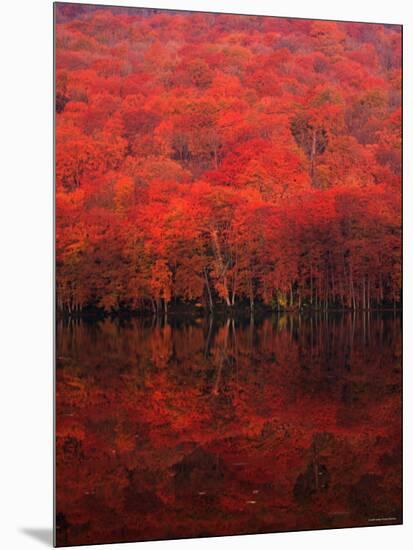Autumn Forest and Lake-null-Mounted Photographic Print