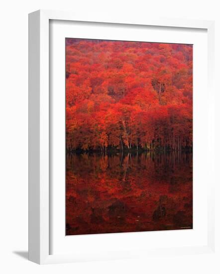 Autumn Forest and Lake-null-Framed Photographic Print