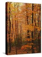 Autumn forest, Blue Ridge Parkway, Virginia, USA-Charles Gurche-Stretched Canvas