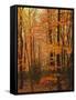 Autumn forest, Blue Ridge Parkway, Virginia, USA-Charles Gurche-Framed Stretched Canvas