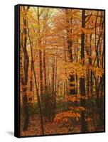Autumn forest, Blue Ridge Parkway, Virginia, USA-Charles Gurche-Framed Stretched Canvas