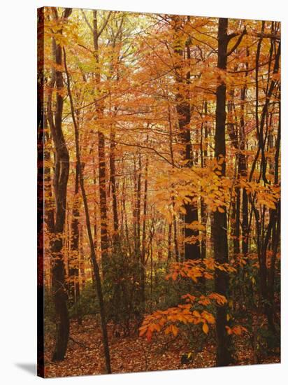 Autumn forest, Blue Ridge Parkway, Virginia, USA-Charles Gurche-Stretched Canvas