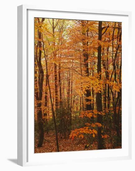 Autumn forest, Blue Ridge Parkway, Virginia, USA-Charles Gurche-Framed Premium Photographic Print