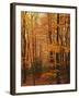 Autumn forest, Blue Ridge Parkway, Virginia, USA-Charles Gurche-Framed Premium Photographic Print