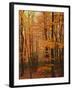 Autumn forest, Blue Ridge Parkway, Virginia, USA-Charles Gurche-Framed Premium Photographic Print