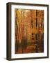 Autumn forest, Blue Ridge Parkway, Virginia, USA-Charles Gurche-Framed Photographic Print