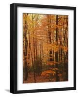 Autumn forest, Blue Ridge Parkway, Virginia, USA-Charles Gurche-Framed Photographic Print