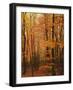 Autumn forest, Blue Ridge Parkway, Virginia, USA-Charles Gurche-Framed Photographic Print