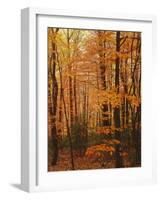 Autumn forest, Blue Ridge Parkway, Virginia, USA-Charles Gurche-Framed Photographic Print