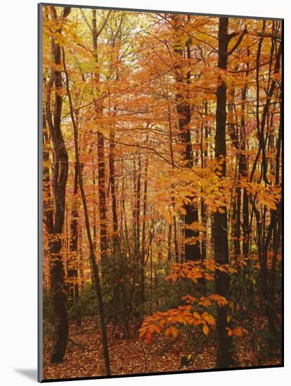 Autumn forest, Blue Ridge Parkway, Virginia, USA-Charles Gurche-Mounted Photographic Print