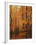 Autumn forest, Blue Ridge Parkway, Virginia, USA-Charles Gurche-Framed Photographic Print