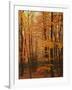 Autumn forest, Blue Ridge Parkway, Virginia, USA-Charles Gurche-Framed Photographic Print