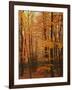 Autumn forest, Blue Ridge Parkway, Virginia, USA-Charles Gurche-Framed Photographic Print