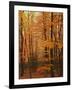 Autumn forest, Blue Ridge Parkway, Virginia, USA-Charles Gurche-Framed Photographic Print