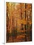 Autumn forest, Blue Ridge Parkway, Virginia, USA-Charles Gurche-Framed Photographic Print