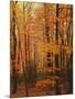 Autumn forest, Blue Ridge Parkway, Virginia, USA-Charles Gurche-Mounted Photographic Print