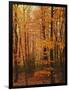 Autumn forest, Blue Ridge Parkway, Virginia, USA-Charles Gurche-Framed Photographic Print