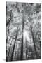 Autumn Forest I-Alan Majchrowicz-Stretched Canvas