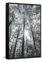 Autumn Forest I-Alan Majchrowicz-Framed Stretched Canvas