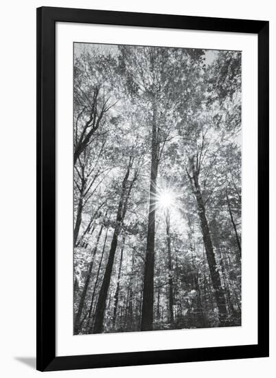 Autumn Forest I-Alan Majchrowicz-Framed Photo