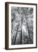 Autumn Forest I-Alan Majchrowicz-Framed Photo