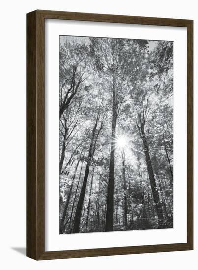 Autumn Forest I-Alan Majchrowicz-Framed Photo