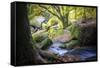 Autumn forest in Brittany-Philippe Manguin-Framed Stretched Canvas