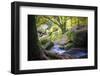 Autumn forest in Brittany-Philippe Manguin-Framed Photographic Print