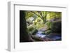 Autumn forest in Brittany-Philippe Manguin-Framed Photographic Print