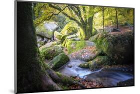 Autumn forest in Brittany-Philippe Manguin-Mounted Photographic Print