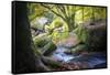 Autumn forest in Brittany-Philippe Manguin-Framed Stretched Canvas