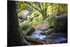 Autumn forest in Brittany-Philippe Manguin-Stretched Canvas