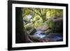 Autumn forest in Brittany-Philippe Manguin-Framed Photographic Print