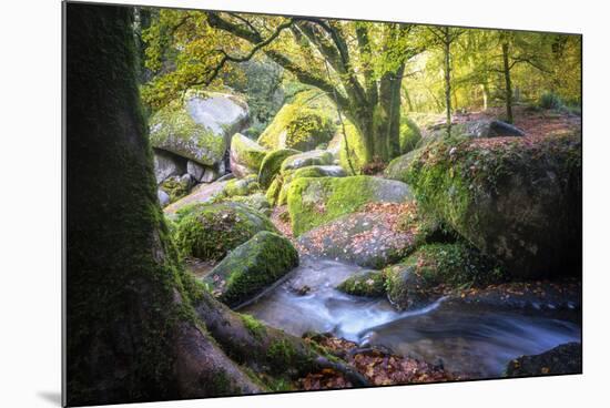 Autumn forest in Brittany-Philippe Manguin-Mounted Photographic Print