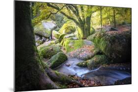 Autumn forest in Brittany-Philippe Manguin-Mounted Photographic Print