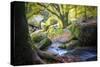 Autumn forest in Brittany-Philippe Manguin-Stretched Canvas