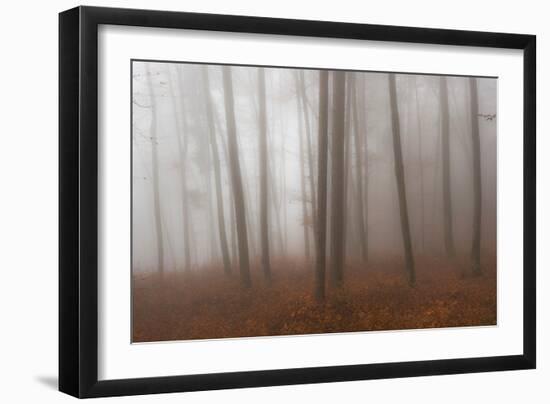 Autumn Forest in Mist-Robert Haasmann-Framed Photographic Print